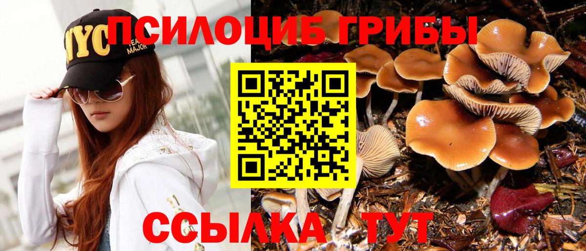 Псилоцибиновые грибы Cubensis Обь